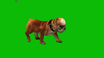 Bull Dog green screen video 4K