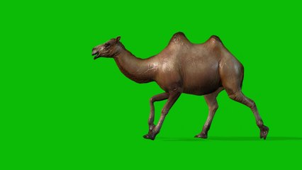 camel running green screen video 4K