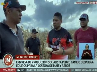 Portuguesa | EPS "Pedro Camejo" inicia proceso de cosecha del arroz y maíz