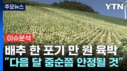 [스타트경제] 배추 한 포기 만 원 육박..."다음 달 중순쯤 안정될 것" / YTN