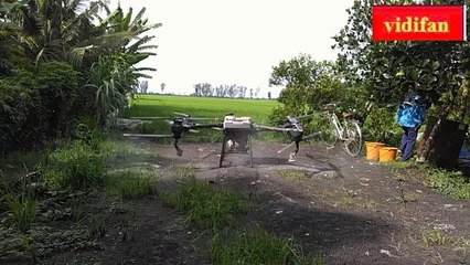 Using drones to spray pesticides on rice