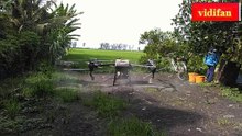 Using drones to spray pesticides on rice