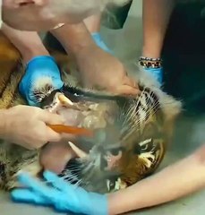 Vet removing a bone stuck to a tigers tooth