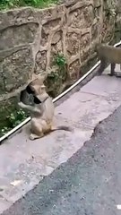 Funniest Cats and Dogs Videos  ||  Hilarious Animal Compilation Part No:28  #2024