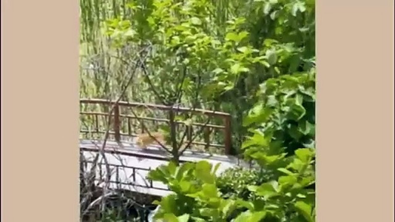 Funniest Cats and Dogs Videos Hilarious Animal Compilation Part No