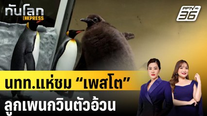 นทท.แห่ชม “เพสโต” ลูกเพนกวินตัวอ้วนจากออสเตรเลีย |ทันโลก EXPRESS | 30 ก.ย. 67