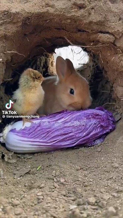 Rabbit and chick are eating noodles and playing together 