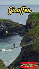 Animal Facts          Giraffes        #shorts