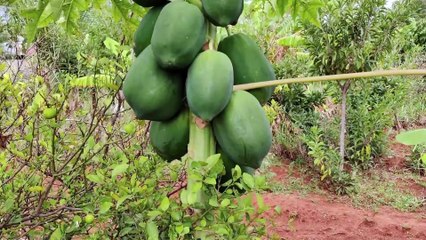 Rasanya Memang Pahit, tapi Daun Pepaya Punya Segudang Manfaat untuk Kesehatan Tubuh kita