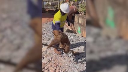 Este perezoso deja a todos asombrados con su estilo al montar en una escoba