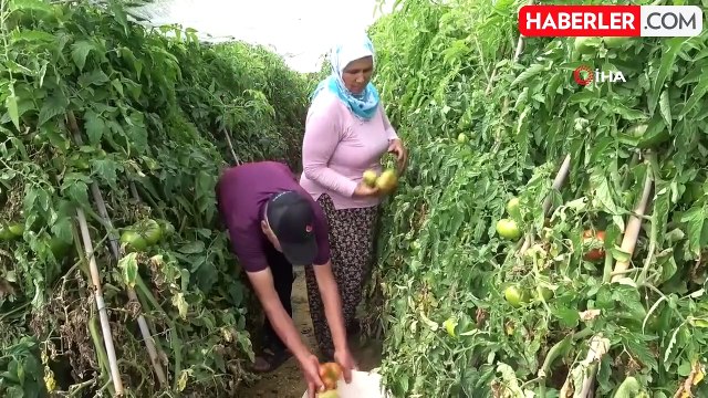 Çiftçi Güneş Enerjisi İle Üretim Maliyetini Sıfırladı