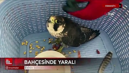 Osmaniye'de evinin bahçesinde yaralı atmaca buldu