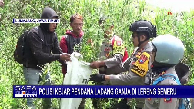 Kasus Ladang Ganja di Lereng Semeru, Polisi Amankan 4 Pelaku