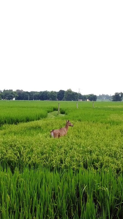 Village view
