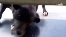 Deze hond wacht elke ochtend tot dierenkliniek opengaat en zou het voor geen goud willen missen (video)