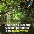 Ano ang mangyayari sa mundo kapag natuyo ang Amazon River? | Need To Know