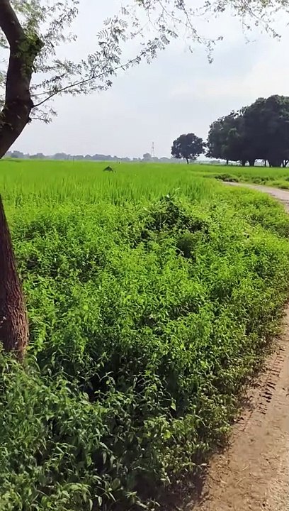 Village view