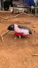 2 LEG PIG! #pig #piggy #pets #cute #animalstories