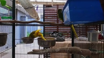 Kakariki parrots doing their thing