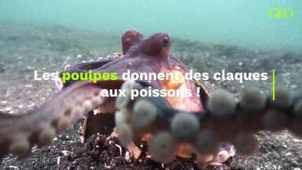 Les poulpes donnent des claques aux poissons, et les scientifiques savent désormais pourquoi