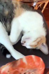 Funny animal videos of cats  #cat #funnycat #catvideo #cats #catlover #funnyvideo #viralvideo #catlover #catlovers  funny animal videos,funny animal video,best animal videos,funny dog videos,funny cat videos,funny animals life,funny animal moments,fun