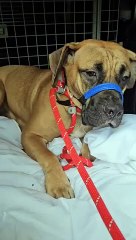 'Heartbreaking' ordeal of Hazel the boxer who has lost all 14 of her puppies | Helping Yorkshire Poundies