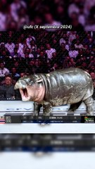 MOO DENG Explained: The Meme You Need to Know! 🧐