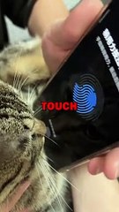 CAT IPHONE TOUCH ID! #pets #cat #catlover