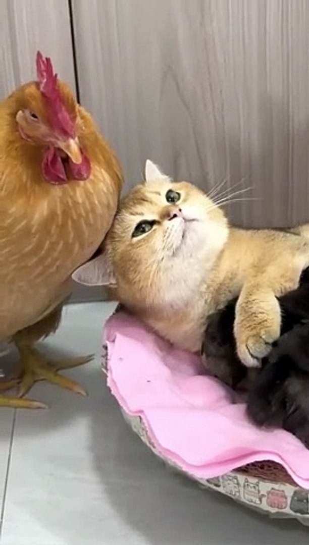 ⁣Kittens teach rooster and hens to take care of chickens #Funny #cute