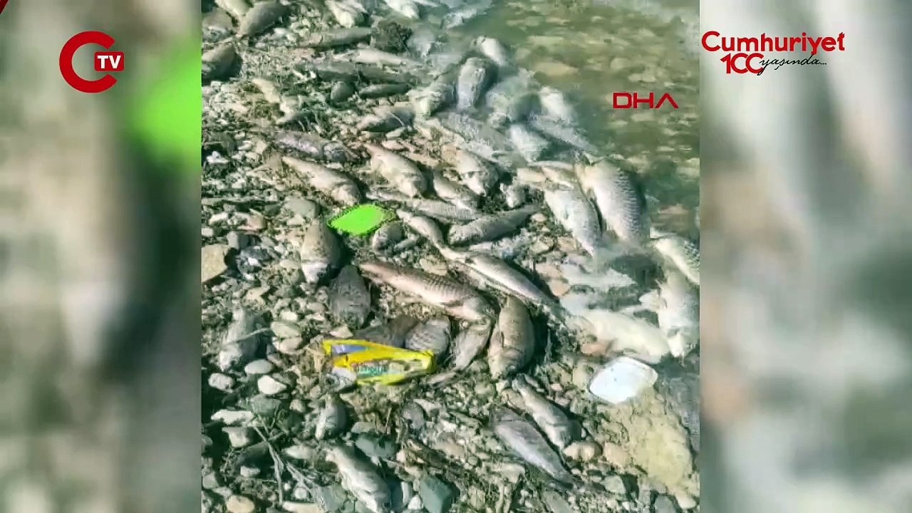 Ekipler inceleme başlattı: Mardin’de baraj gölünde toplu balık ölümleri