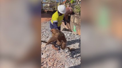 Viralizan lo que hace este perezoso cuando le desalojan de una obra