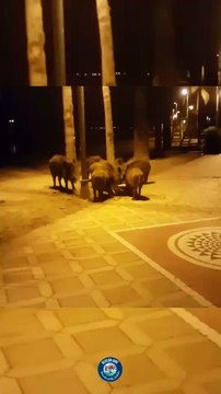 Yaban Domuzlarının Şehir Macerası: Olumlu ve Olumsuz Yanları