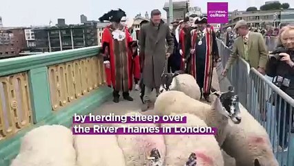 Baaah-nd of Brothers? Hollywood star Damian Lewis herds sheep over a London bridge