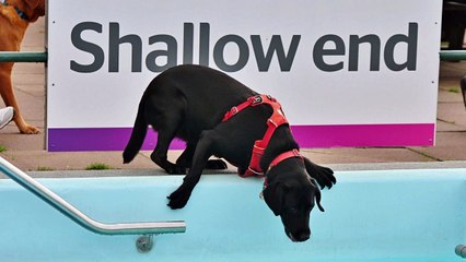 Peterborough Lido dog swim