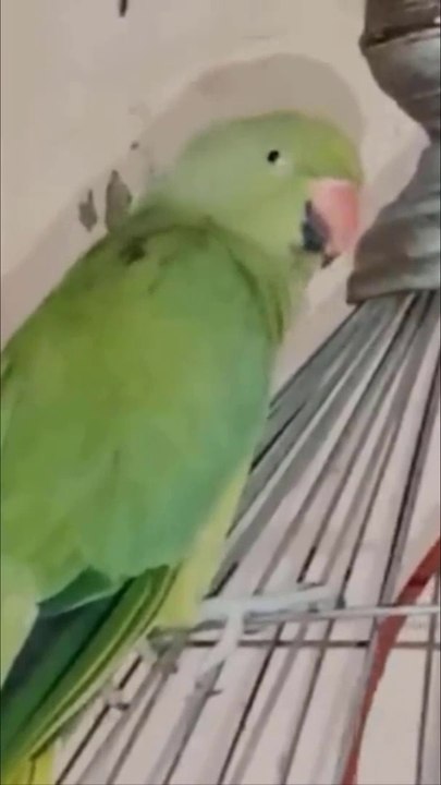 Amazing Talking Parrot Mithu Saying   "Thank You Baby" with Kisses "Peekaboo" "Mithu Beta"