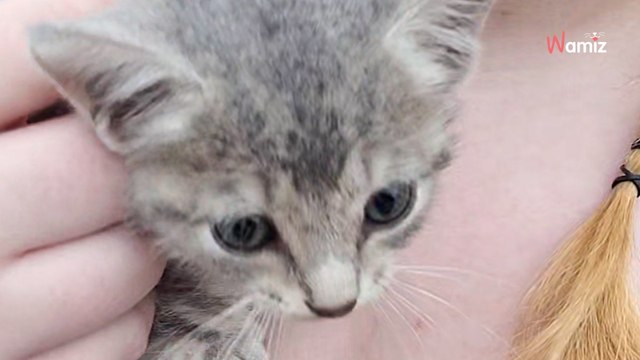 Mouvements étranges sur le bord de la route : elle se met à hurler quand une boule se jette dans ses bras (vidéo)