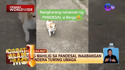 Aso, hilig ang kumain ng pandesal | Dapat Alam Mo!