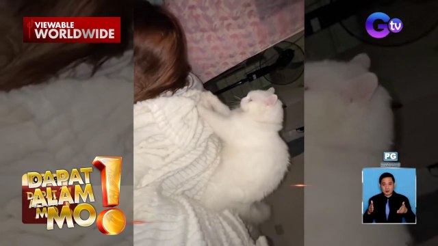 Pusa, minamasahe ang kanyang amo para payagan siyang lumabas | Dapat Alam Mo!