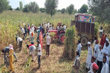 25 बीघा खेत की खड़ी फसल गौशाला में भेंट, 300 किसानों ने एक ही दिन में की कटाई