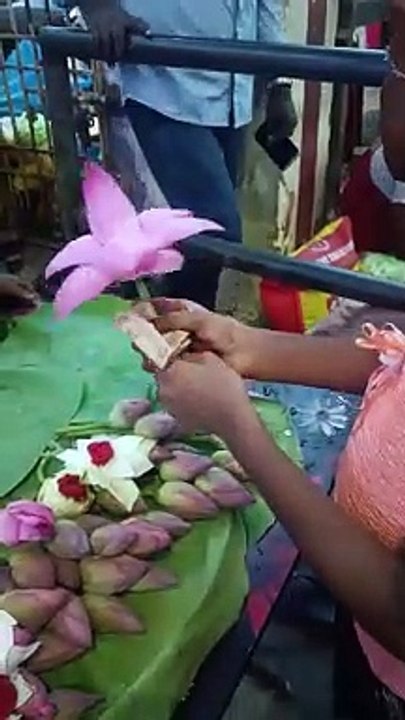 Lotus