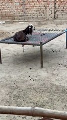 #trending #usa #viral #shortvideo #baby #pet #animals #goats #bakra #bakramandi