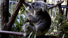 Koala Baby Learns to Eat