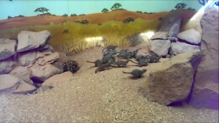 Meerkat Feeding Frenzy