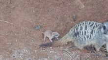 Tiny baby Meerkat in the Zoo
