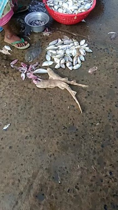 Fish