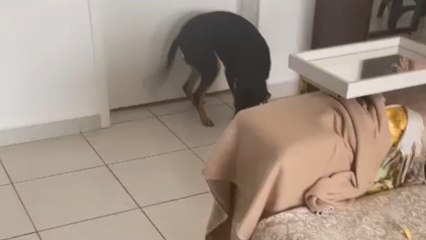 Sofa arm didn’t stand a chance when the dog got creative