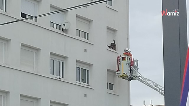 Pyrénées-Atlantiques : dans un quartier de Pau, une riveraine découvre un chien dans une situation surréaliste