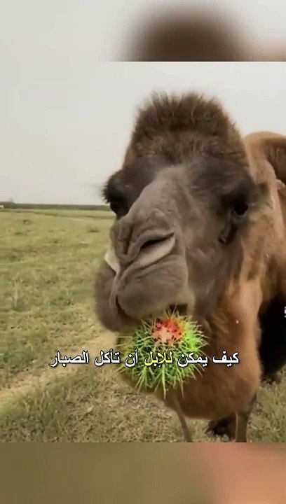 كيف يأكل الجمل الصبار
