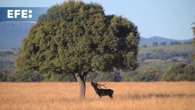 El Parque Nacional de Cabañeros, un lugar inmejorable para vibrar con la berrea del ciervo