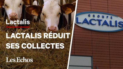 Pourquoi Lactalis prévoit de réduire sa collecte de lait en France